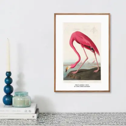 Poster Pink Flamingo from Birds of America (1827)