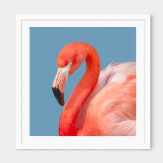Poster Red Flamingo 30x30 cm
