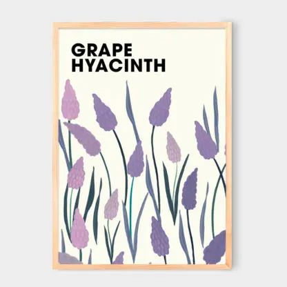 Poster Grape Hyacinth