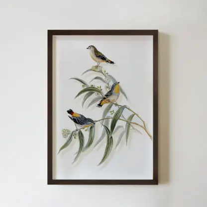 CHIM 7 tranh đôi chim nhỏ