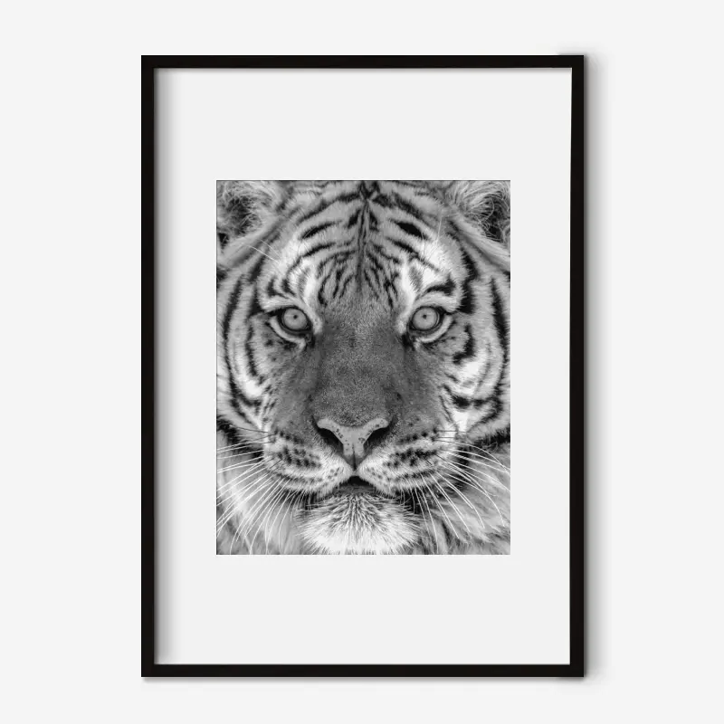 tranh trang đen con ho