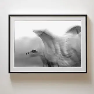 Tranh sếu cao cấp Giclée Print | Limited Edition