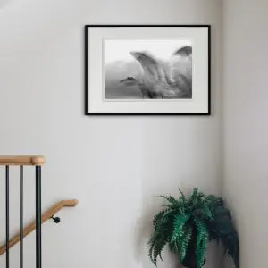 sếu đập cánh tranh trắng đen photography 1