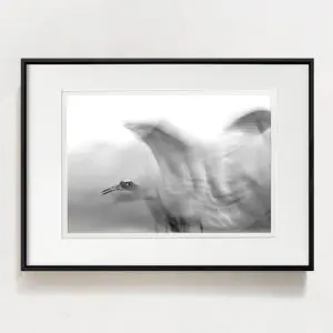 sếu đập cánh tranh trắng đen photography