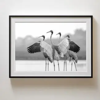 Tranh sếu đẹp Giclée Print | Limited Edition