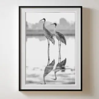 Tranh sếu phòng khách Giclée Print | Limited Edition