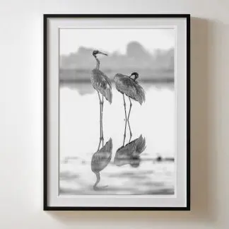 Tranh treo tường nghệ thuật sếu  Giclée Print | Limited Edition