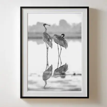 Tranh treo tường nghệ thuật sếu  Giclée Print | Limited Edition - Hình ảnh 2