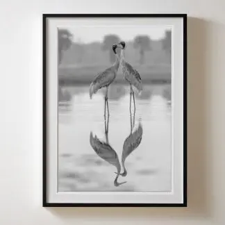 Tranh sếu phòng ngủ Giclée Print | Limited Edition