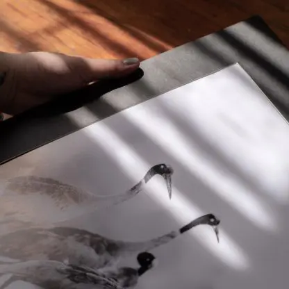Tranh treo tường đàn sếu hoang dã Giclée Print | Limited Edition - Hình ảnh 5