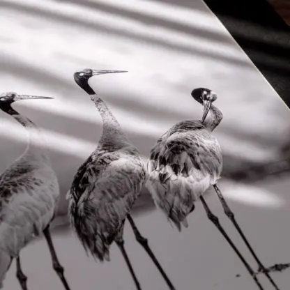 Tranh treo tường đàn sếu hoang dã Giclée Print | Limited Edition - Hình ảnh 6