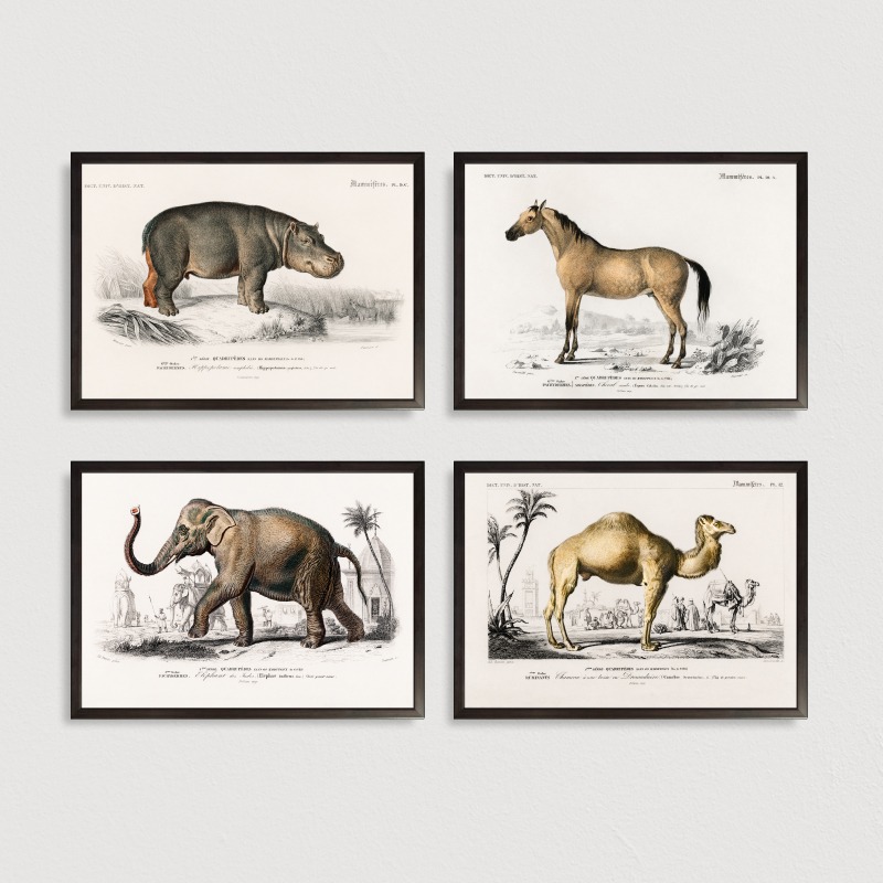 Bộ 4 tranh khung kính treo tường Mammals 