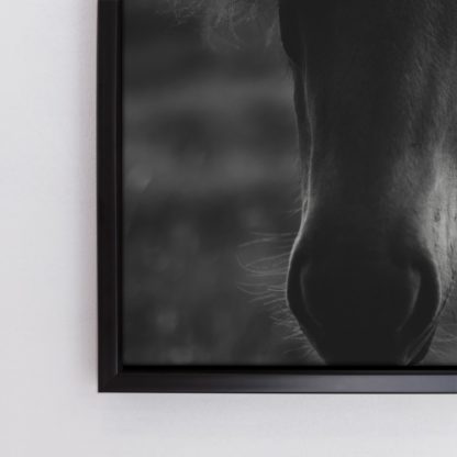 tranh-canvas-treo-tuong-Black-horse