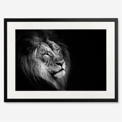 tranh-khung-kinh-b&w-African Lion
