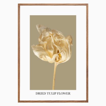 Poster-Dried-tulip-flower-3