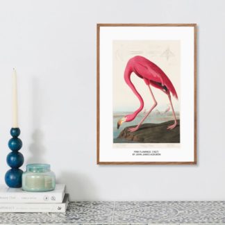 Poster Pink Flamingo from Birds of America (1827)