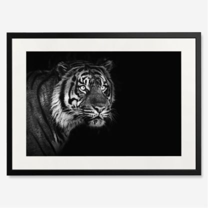 tranh-khung-kinh-treo-tuong-Sumatran-Tiger-on-black