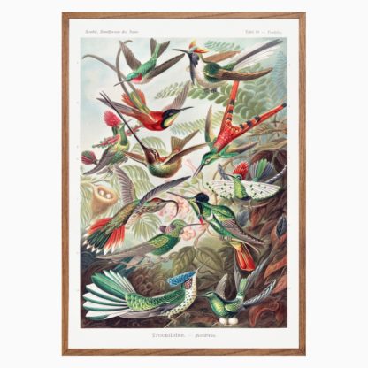 Poster Trochilidae–Kolibris from Kunstformen der Natur (1904)