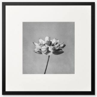 tranh-khung-kinh-treo-tuong-Monochrome-lotus-flower