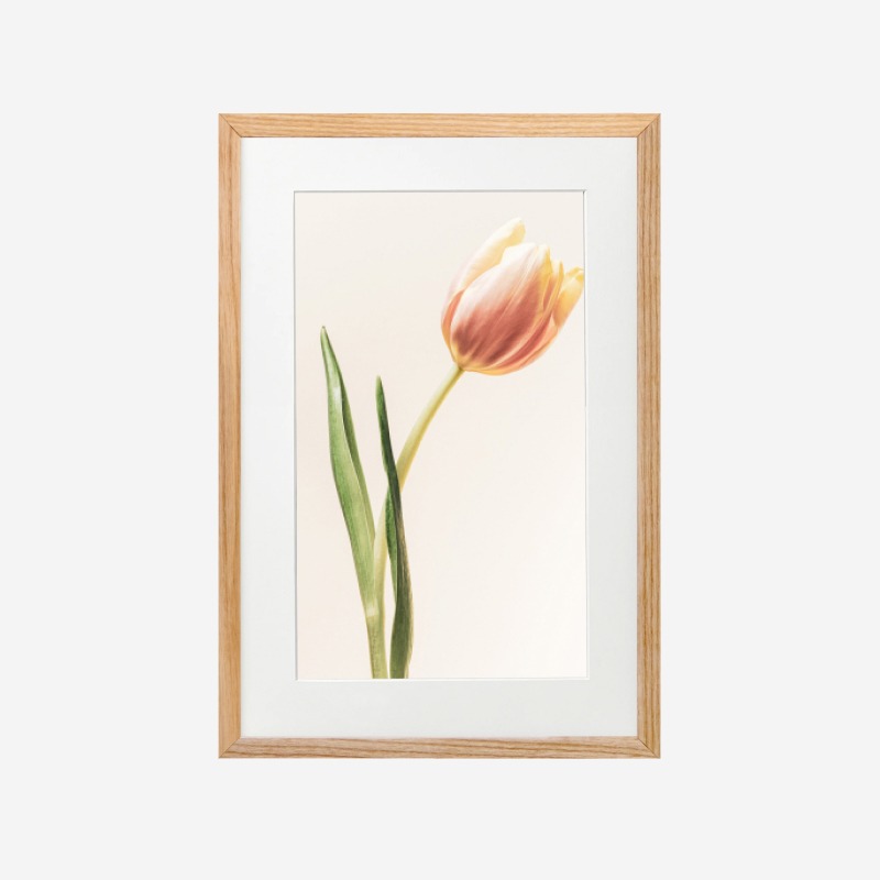 Tulip - Tranh khung kính treo tường 21x30cm