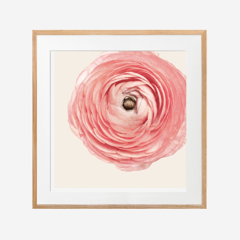 Rose bud - Tranh khung kính treo tường 30x30cm