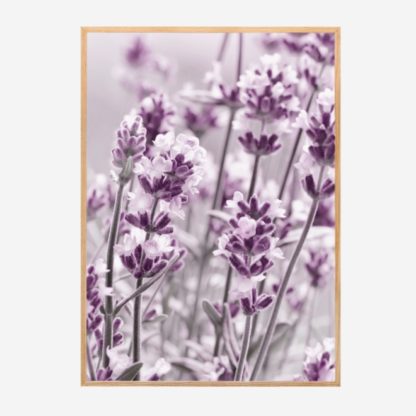 Purple Flowers - Tranh khung kính treo tường 50x70cm