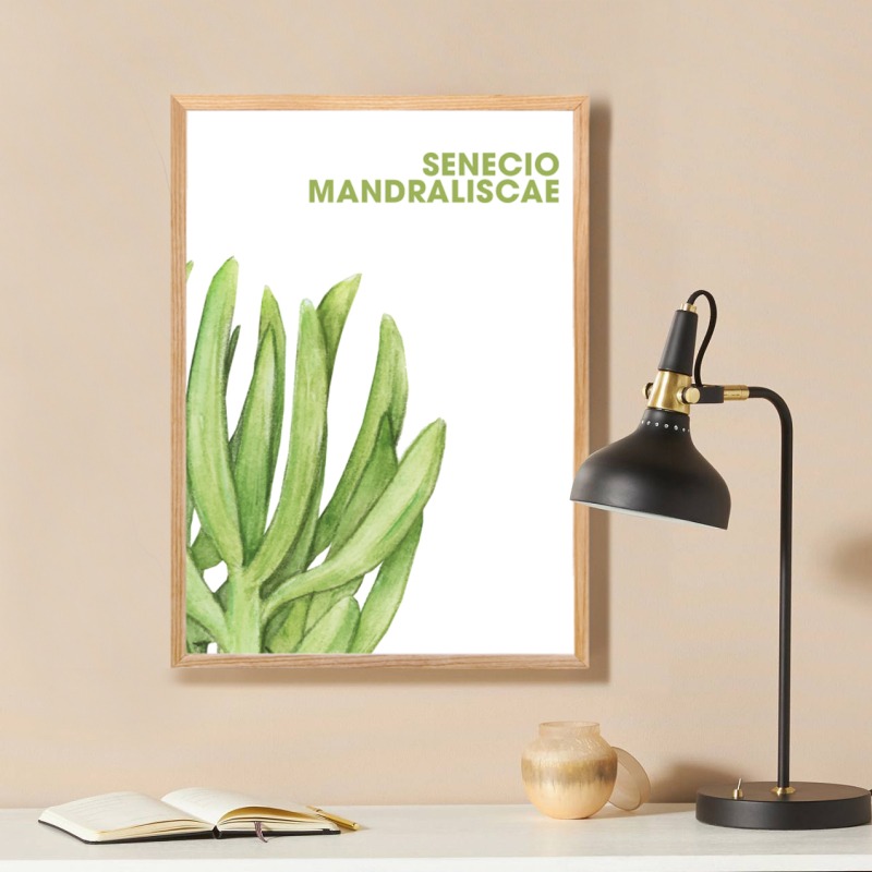 Poster Senecio Mandraliscae
