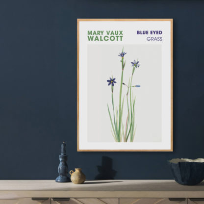 Poster Blue eyed grass by Mary Vaux Walcott