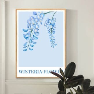 Poster Wisteria Flower