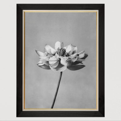 Lotus flowers - Tranh in khung kính gỗ sồi