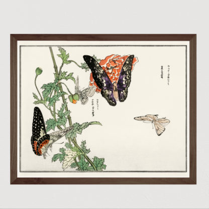 Butterflies and Plant (1910) - Tranh in khung kính gỗ sồi Nhật cổ Danh họa Mochizuki Gyokusen 56×45cm