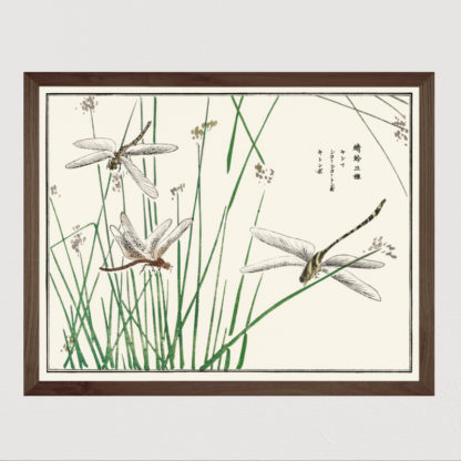 Dragonflies illustration from Churui Gafu - Tranh in khung kính gỗ sồi Nhật cổ Danh họa Mochizuki Gyokusen