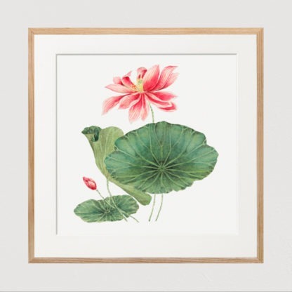 Japan Lotus - Tranh in khung kính khung gỗ sồi