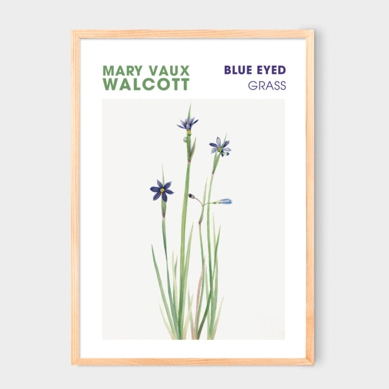 Poster Blue eyed grass by Mary Vaux Walcott