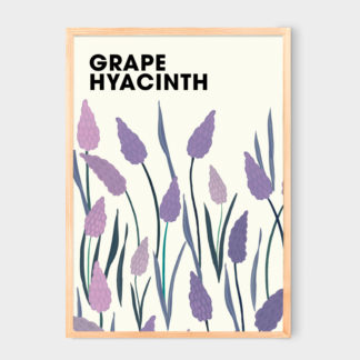 Poster Grape Hyacinth