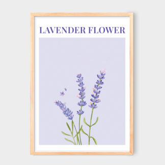 Poster Lavender Flower