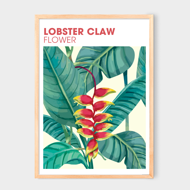 Poster Lobster Claw flower