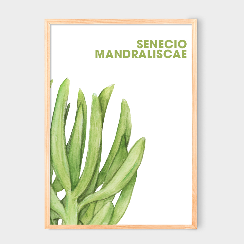 Poster Senecio Mandraliscae