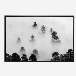 Ảnh phong cảnh trắng đen khu rừng trong sương - Tranh canvas