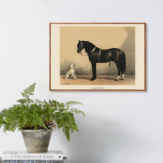 Poster Orloffer (Orloff Horse) (1880)