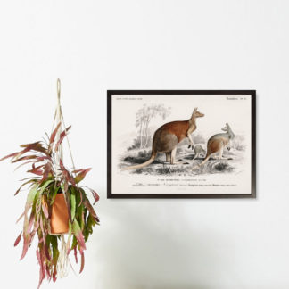 Kangaroo - Tranh khung kính động vật treo tường 40x60 cm