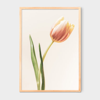 Tranh treo phòng khách hoa tulip hồng cam