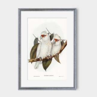 Tranh chim vẹt trắng cockatoo