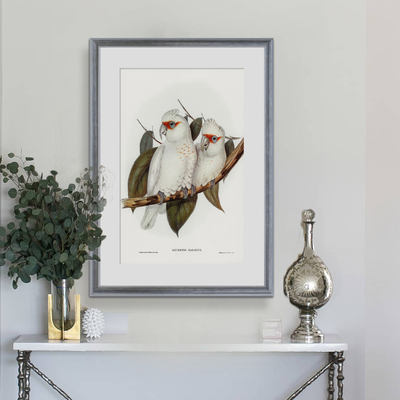 tranh chim vẹt trắng cockatoo 2