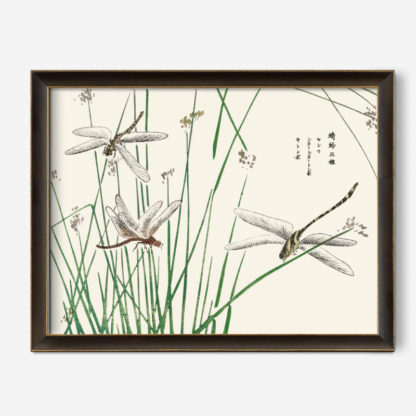 Dragonflies illustration from Churui Gafu (1910) by Morimoto Toko 1